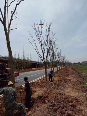 園林施工現(xiàn)場(chǎng)