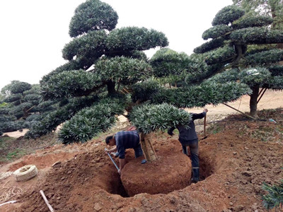 園林施工現(xiàn)場18