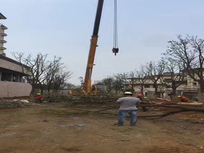 園林施工現場24